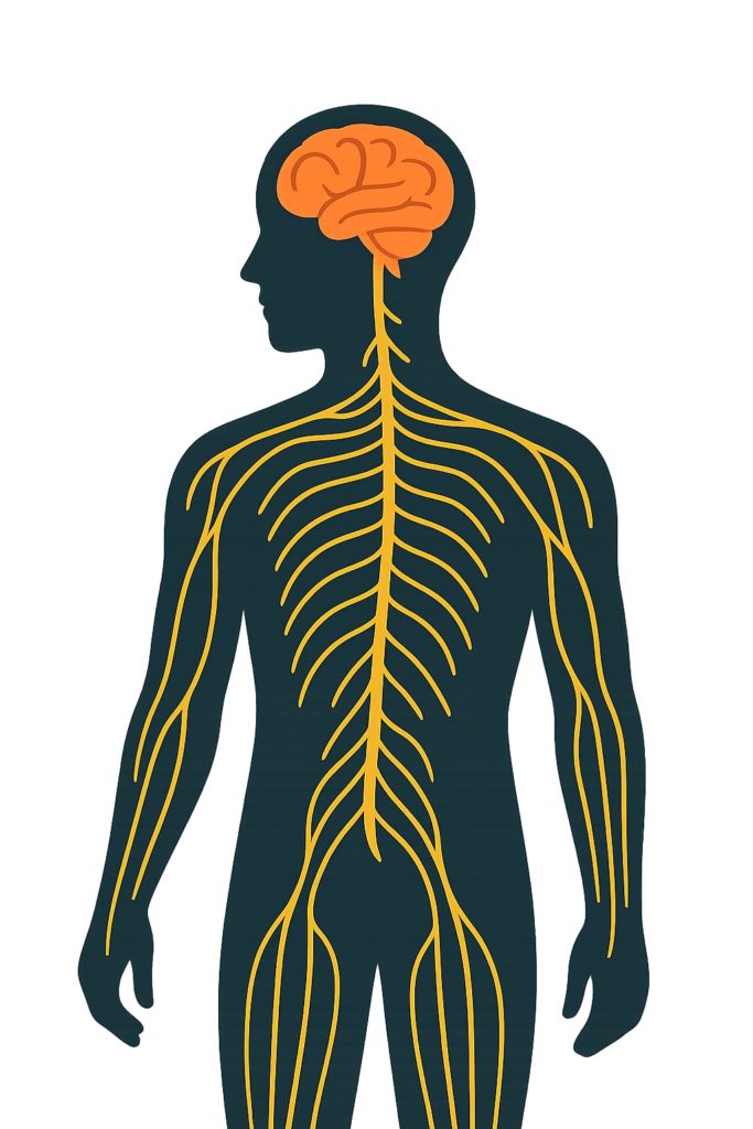 Silhouette humaine stylisée montrant le système nerveux central et périphérique, symbole d’équilibre entre corps et émotions.